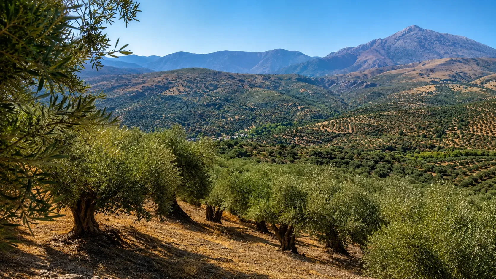 Inside the Alexakis family olive mill in Crete