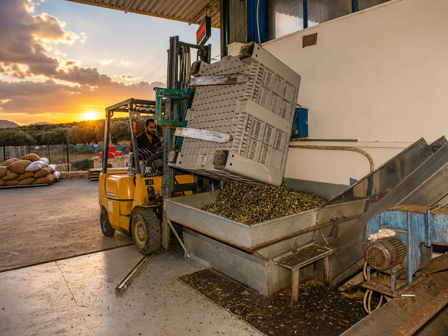 Golden olive grove