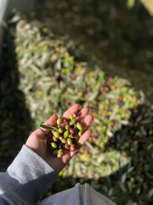 The Alexakis family at the olive harvest